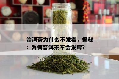 普洱茶为什么不发霉，揭秘：为何普洱茶不会发霉？