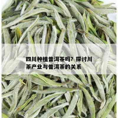 四川种植普洱茶吗？探讨川茶产业与普洱茶的关系