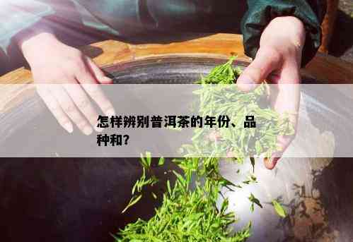 怎样辨别普洱茶的年份、品种和？