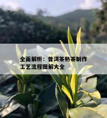 全面解析：普洱茶熟茶制作工艺流程图解大全