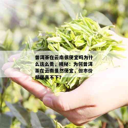 普洱茶在云南很便宜吗为什么这么贵，揭秘：为何普洱茶在云南虽然便宜，但市价却居高不下？