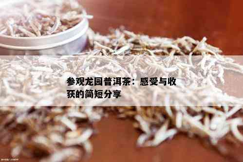 参观龙园普洱茶：感受与收获的简短分享