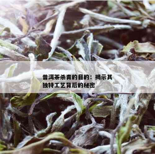 普洱茶杀青的目的：揭示其独特工艺背后的秘密