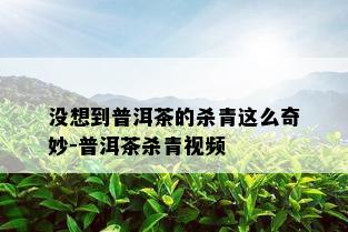 没想到普洱茶的杀青这么奇妙-普洱茶杀青视频