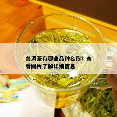 普洱茶有哪些品种名称？查看图片了解详细信息