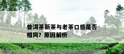 普洱茶新茶与老茶口感是否相同？原因解析