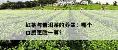 红茶与普洱茶的养生：哪个口感更胜一筹？