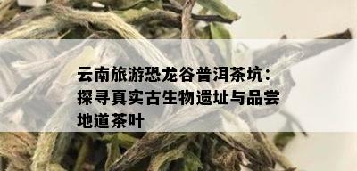 云南旅游恐龙谷普洱茶坑：探寻真实古生物遗址与品尝地道茶叶