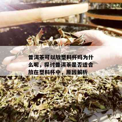 普洱茶可以放塑料杯吗为什么呢，探讨普洱茶是否适合放在塑料杯中，原因解析