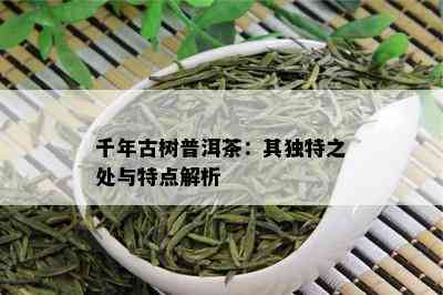 千年古树普洱茶：其独特之处与特点解析