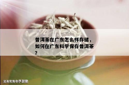 普洱茶在广东怎么样存储，如何在广东科学保存普洱茶？