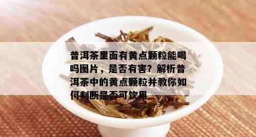 普洱茶里面有黄点颗粒能喝吗图片，是否有害？解析普洱茶中的黄点颗粒并教你如何判断是否可饮用