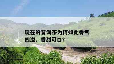 现在的普洱茶为何如此香气四溢、香甜可口？