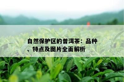 自然保护区的普洱茶：品种、特点及图片全面解析