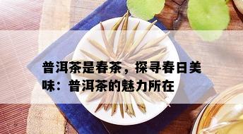 普洱茶是春茶，探寻春日美味：普洱茶的魅力所在