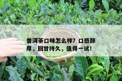 普洱茶口味怎么样？口感醇厚，回甘持久，值得一试！