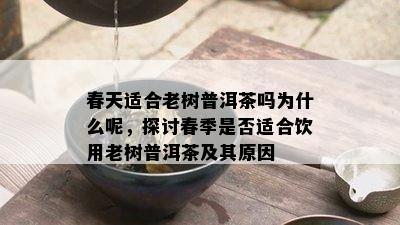 春天适合老树普洱茶吗为什么呢，探讨春季是否适合饮用老树普洱茶及其原因