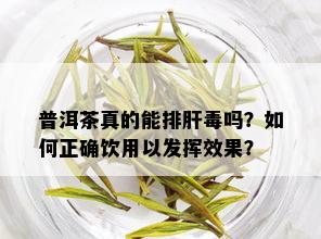 普洱茶真的能排肝吗？如何正确饮用以发挥效果？