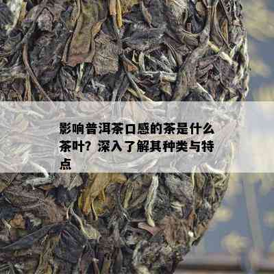 影响普洱茶口感的茶是什么茶叶？深入了解其种类与特点