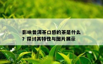 影响普洱茶口感的茶是什么？探讨其特性与图片展示