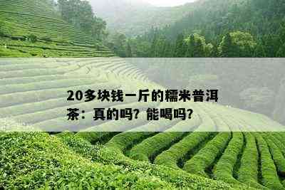 20多块钱一斤的糯米普洱茶：真的吗？能喝吗？