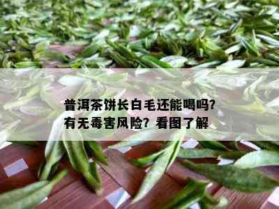 普洱茶饼长白毛还能喝吗？有无害风险？看图了解