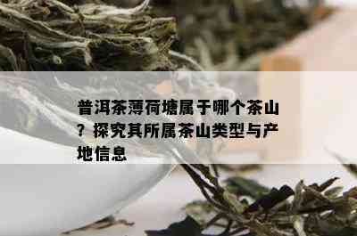 普洱茶薄荷塘属于哪个茶山？探究其所属茶山类型与产地信息