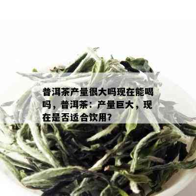 普洱茶产量很大吗现在能喝吗，普洱茶：产量巨大，现在是否适合饮用？