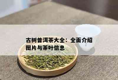 古树普洱茶大全：全面介绍图片与茶叶信息