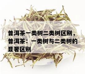 普洱茶一类树二类树区别，普洱茶：一类树与二类树的显著区别