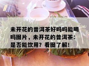 未开花的普洱茶好吗吗能喝吗图片，未开花的普洱茶：是否能饮用？看图了解！