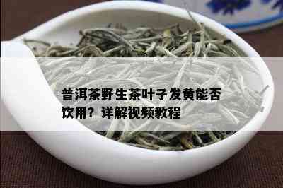 普洱茶野生茶叶子发黄能否饮用？详解视频教程