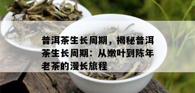 普洱茶生长周期，揭秘普洱茶生长周期：从嫩叶到陈年老茶的漫长旅程