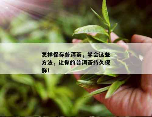 怎样保存普洱茶，学会这些方法，让你的普洱茶持久保鲜！