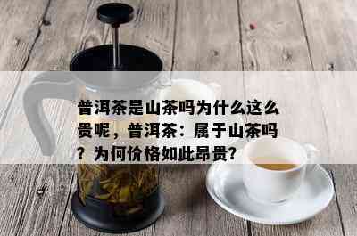 普洱茶是山茶吗为什么这么贵呢，普洱茶：属于山茶吗？为何价格如此昂贵？