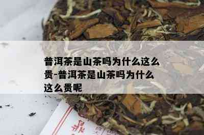 普洱茶是山茶吗为什么这么贵-普洱茶是山茶吗为什么这么贵呢