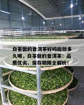 白茶做的普洱茶好吗能放多久喝，白茶做的普洱茶：品质优劣、保存期限全解析！