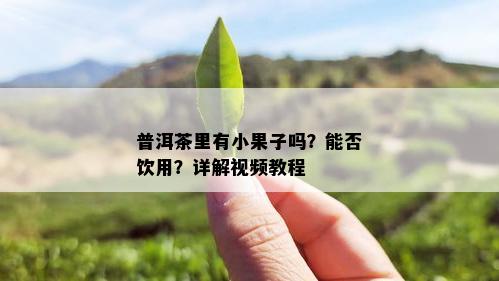 普洱茶里有小果子吗？能否饮用？详解视频教程