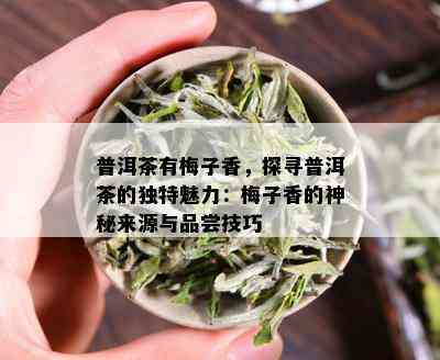 普洱茶有梅子香，探寻普洱茶的独特魅力：梅子香的神秘来源与品尝技巧