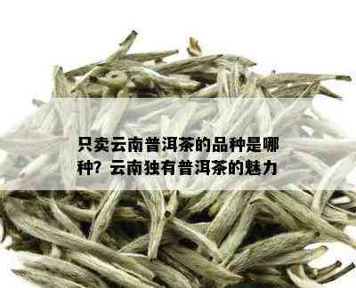 只卖云南普洱茶的品种是哪种？云南独有普洱茶的魅力