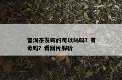 普洱茶发霉的可以喝吗？有吗？看图片解析