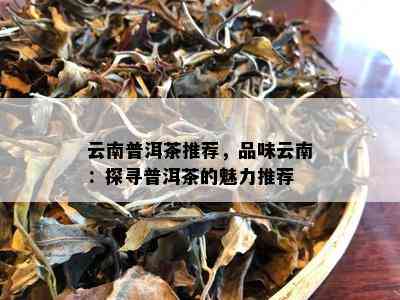 云南普洱茶推荐，品味云南：探寻普洱茶的魅力推荐