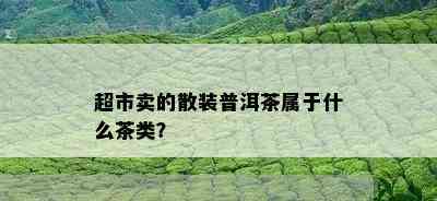 超市卖的散装普洱茶属于什么茶类？