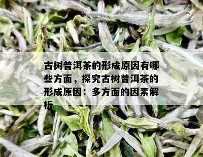 古树普洱茶的形成原因有哪些方面，探究古树普洱茶的形成原因：多方面的因素解析