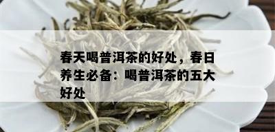 春天喝普洱茶的好处，春日养生必备：喝普洱茶的五大好处