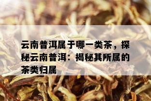 云南普洱属于哪一类茶，探秘云南普洱：揭秘其所属的茶类归属