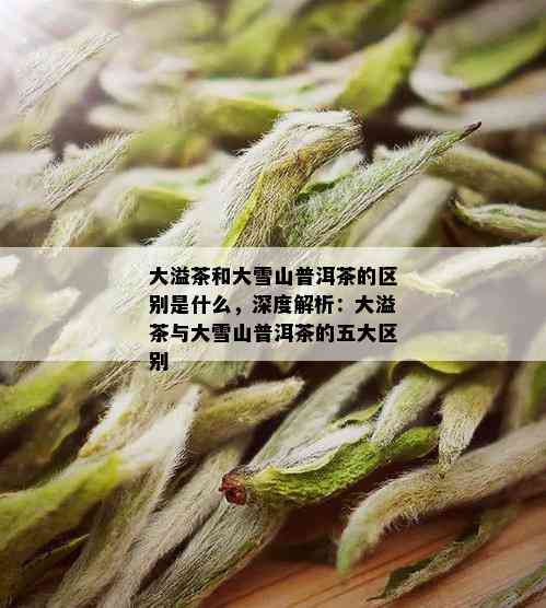 大溢茶和大雪山普洱茶的区别是什么，深度解析：大溢茶与大雪山普洱茶的五大区别