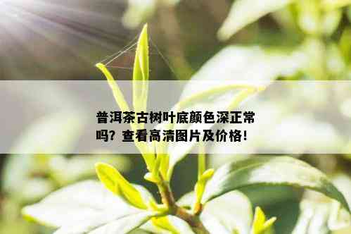 普洱茶古树叶底颜色深正常吗？查看高清图片及价格！