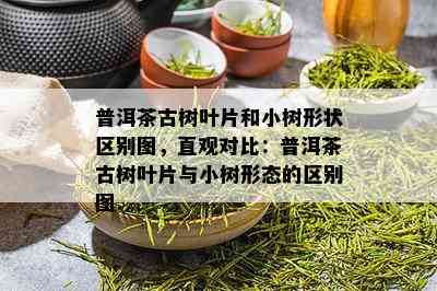 普洱茶古树叶片和小树形状区别图，直观对比：普洱茶古树叶片与小树形态的区别图