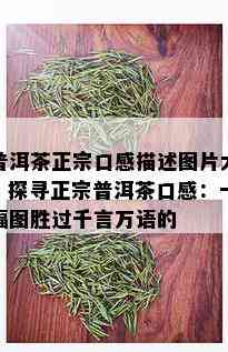 普洱茶正宗口感描述图片大，探寻正宗普洱茶口感：一幅图胜过千言万语的